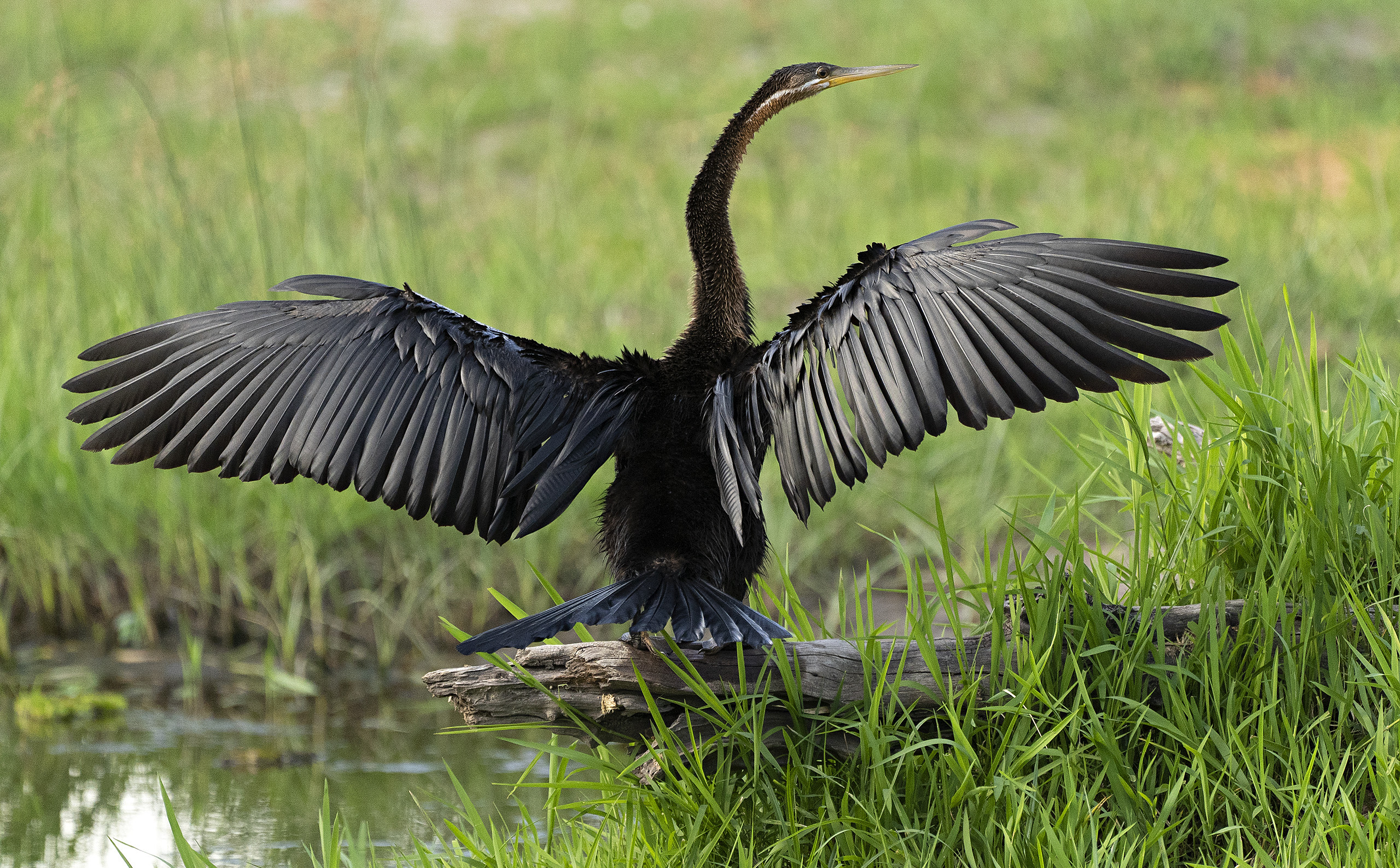 Bird - African Darter 02