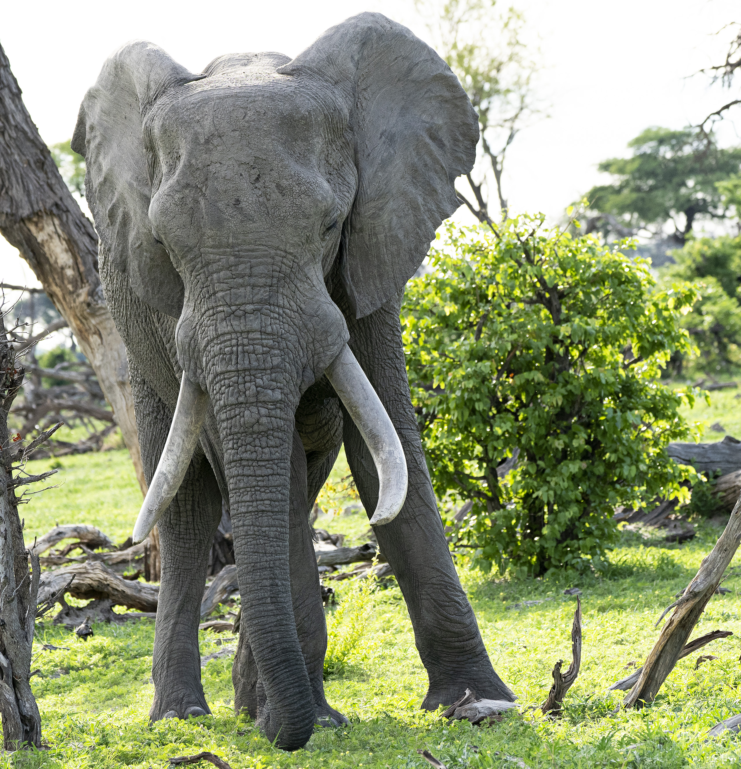 Elephant big male