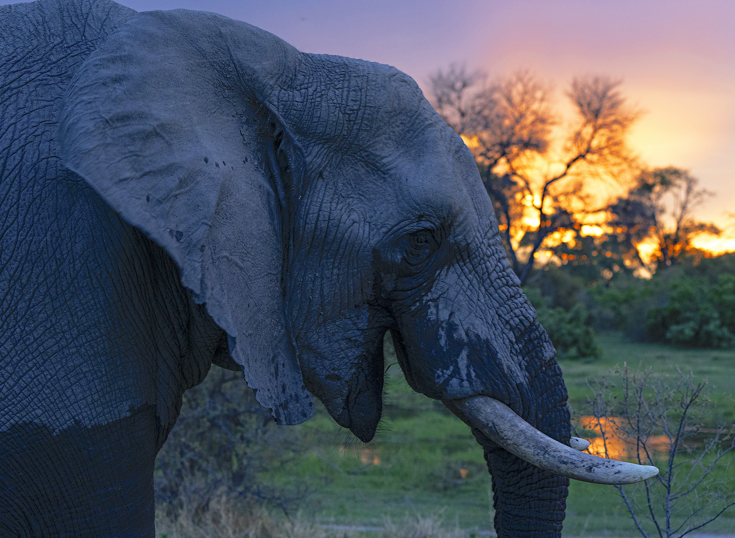 Elephant sunset