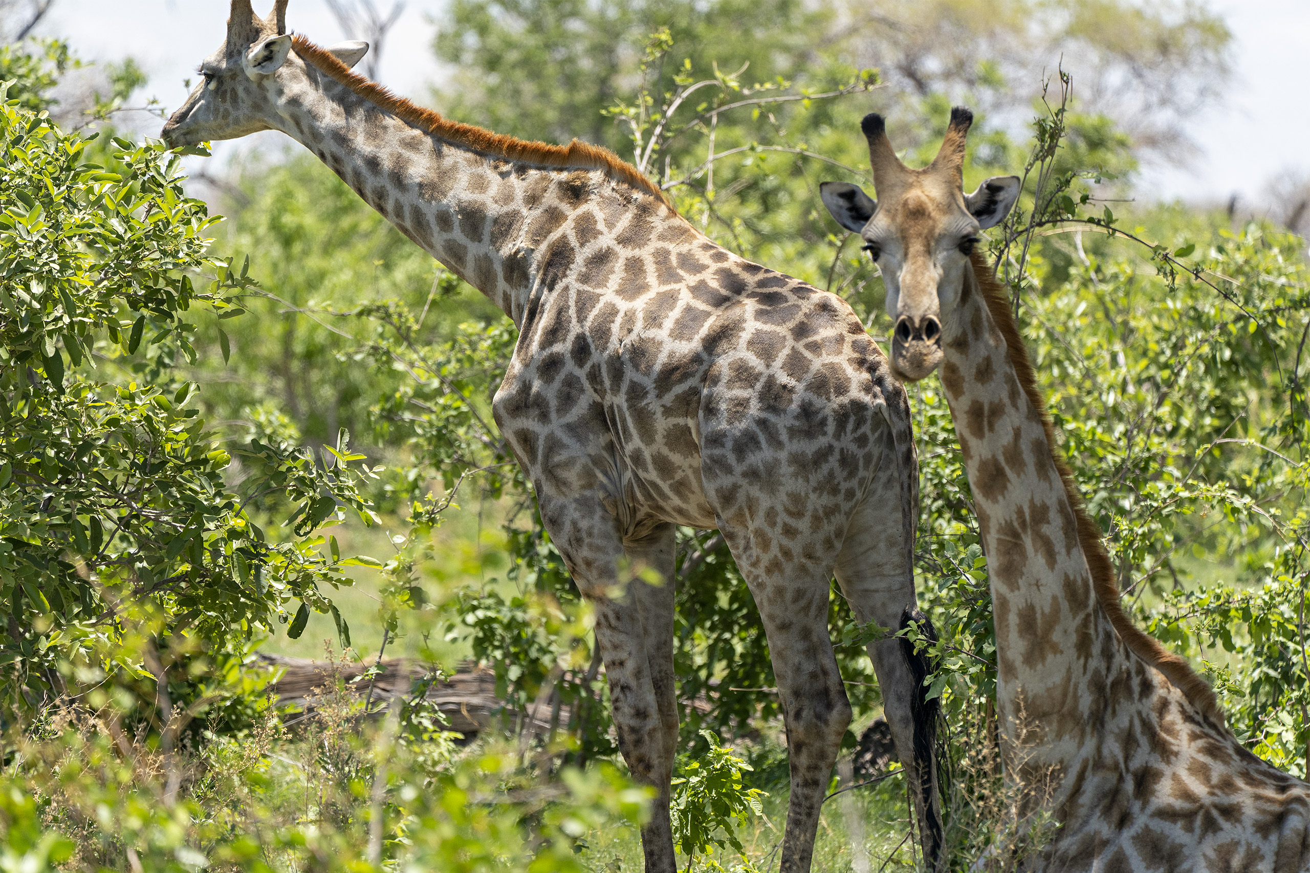 Giraffe 02