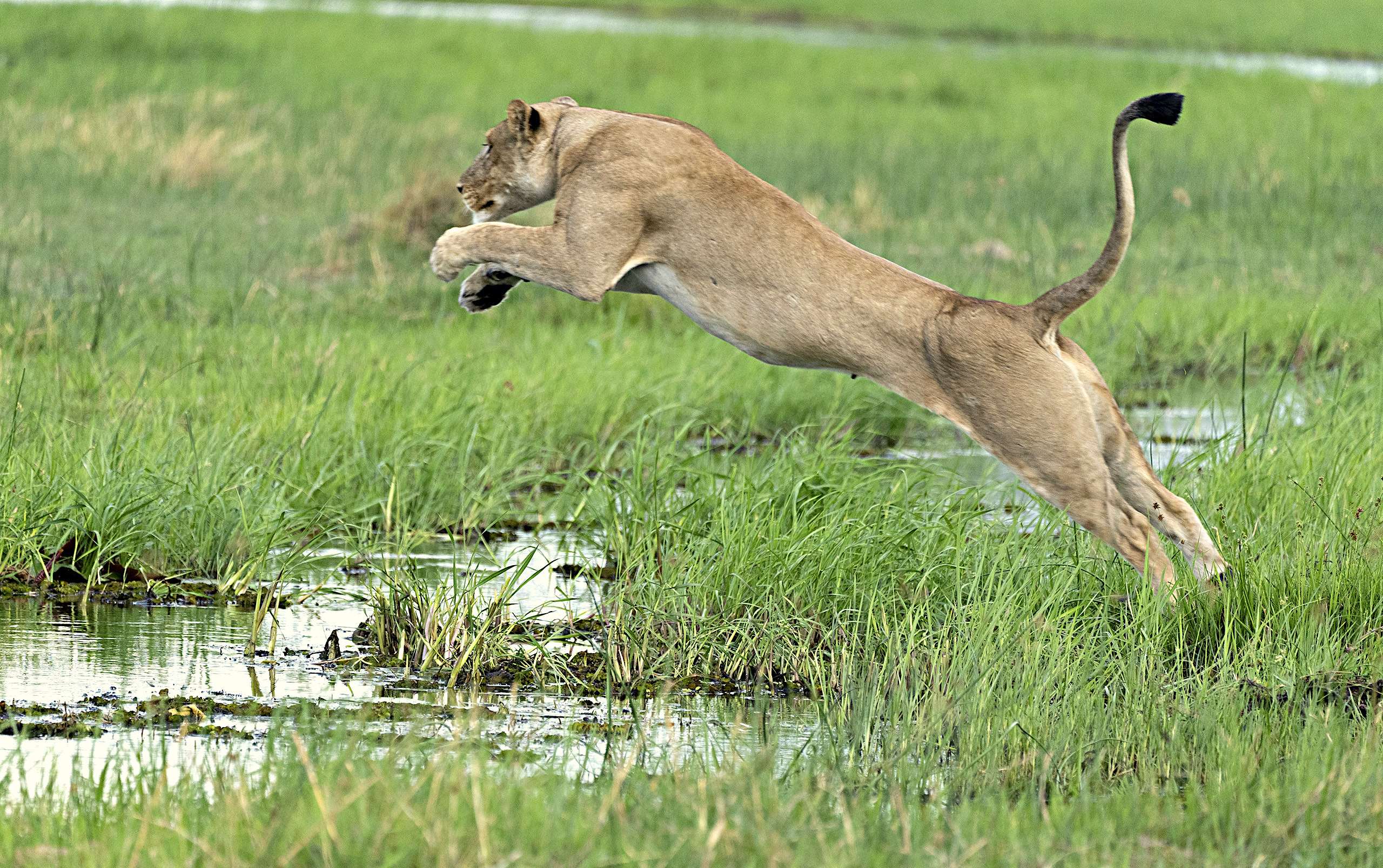Lion leaping