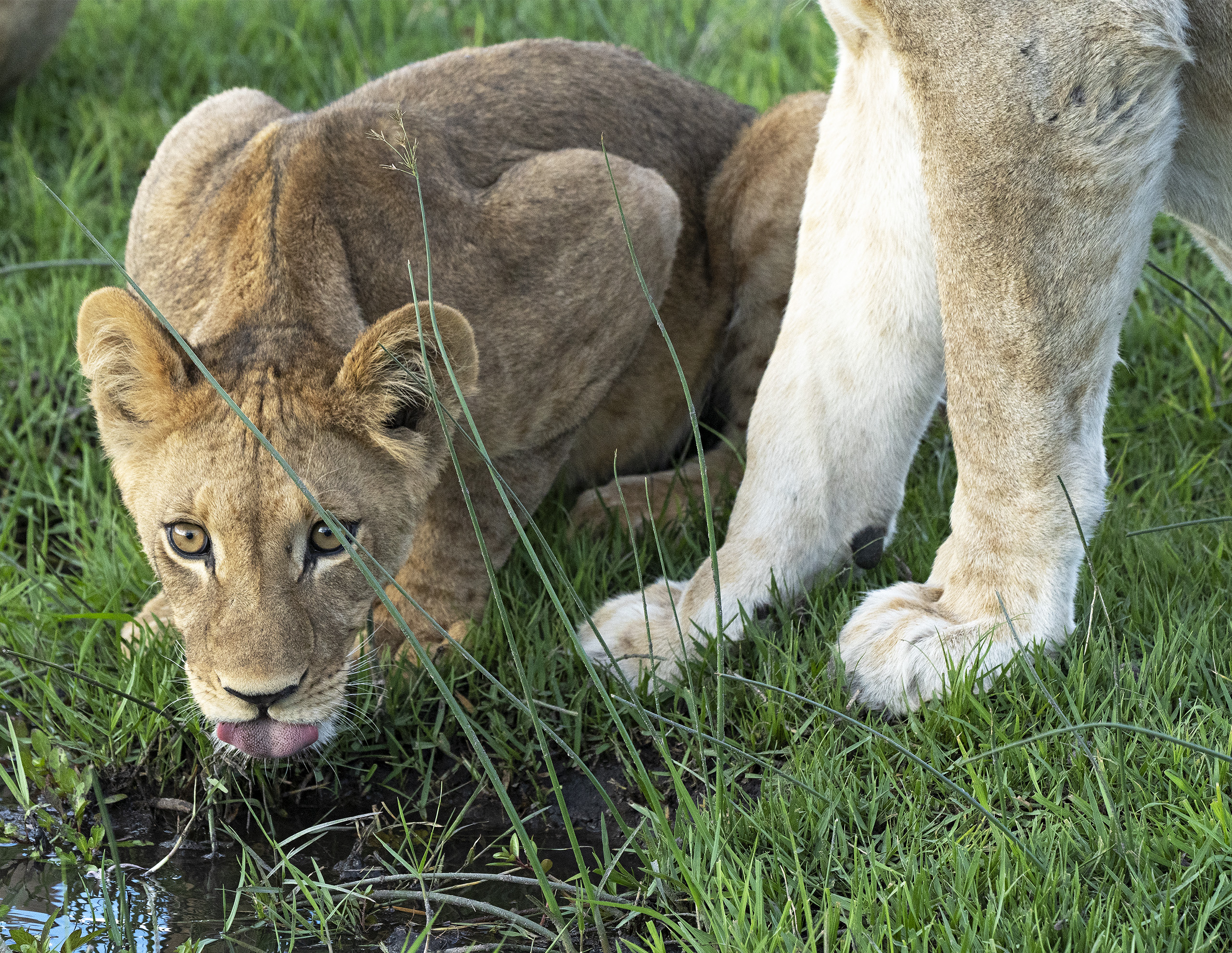 Lion, cub drinking