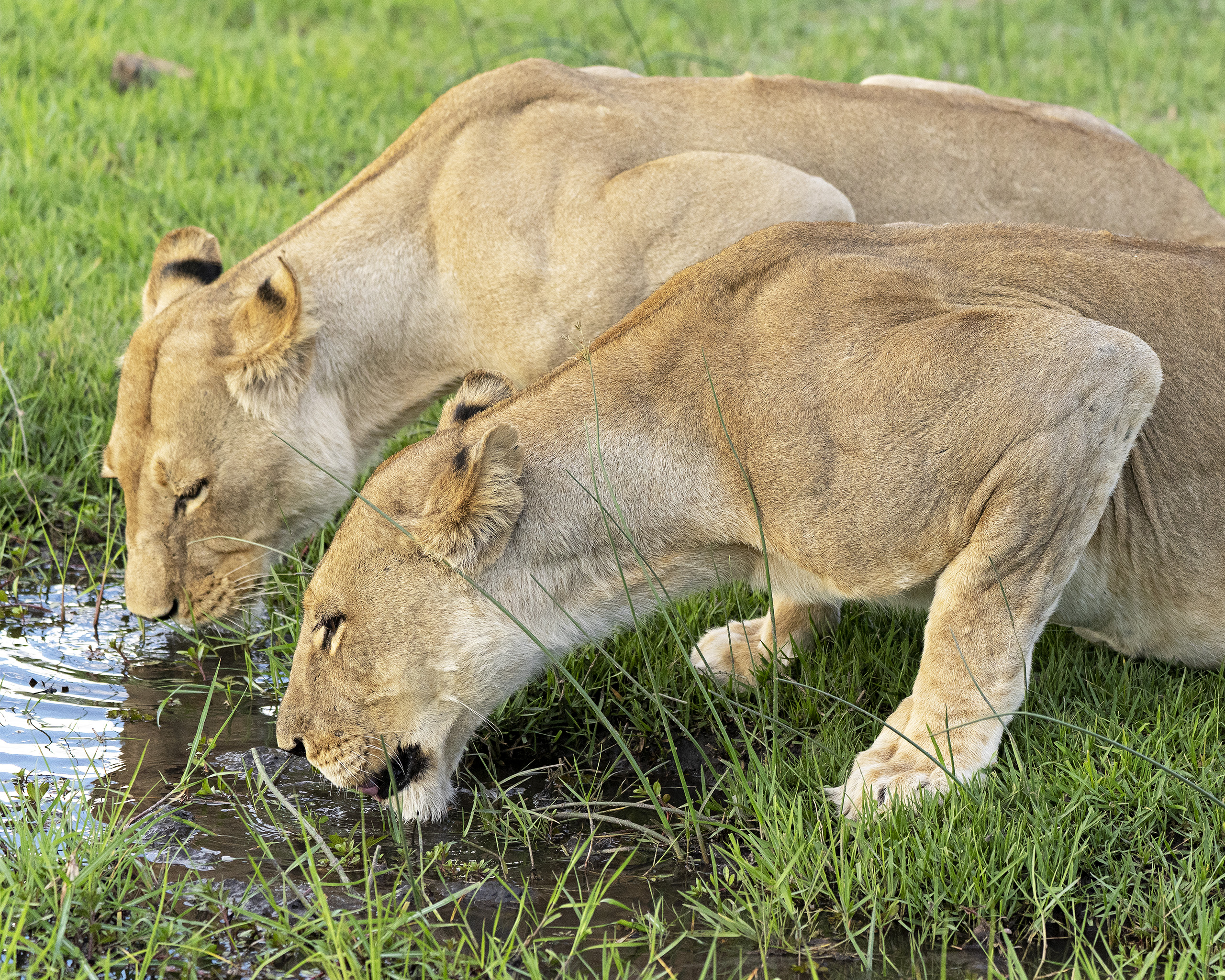 Lions drinking
