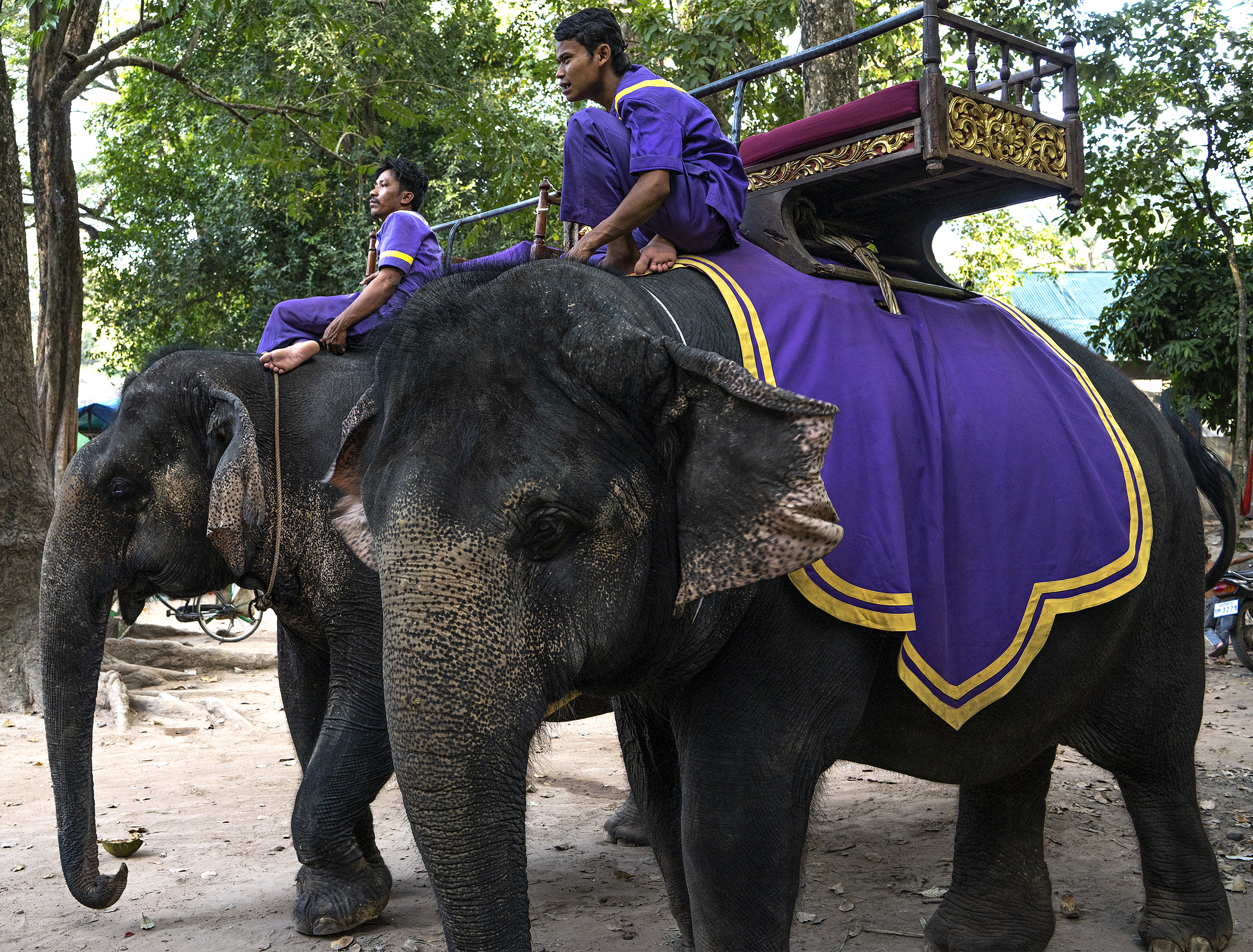 Bayon, elephants