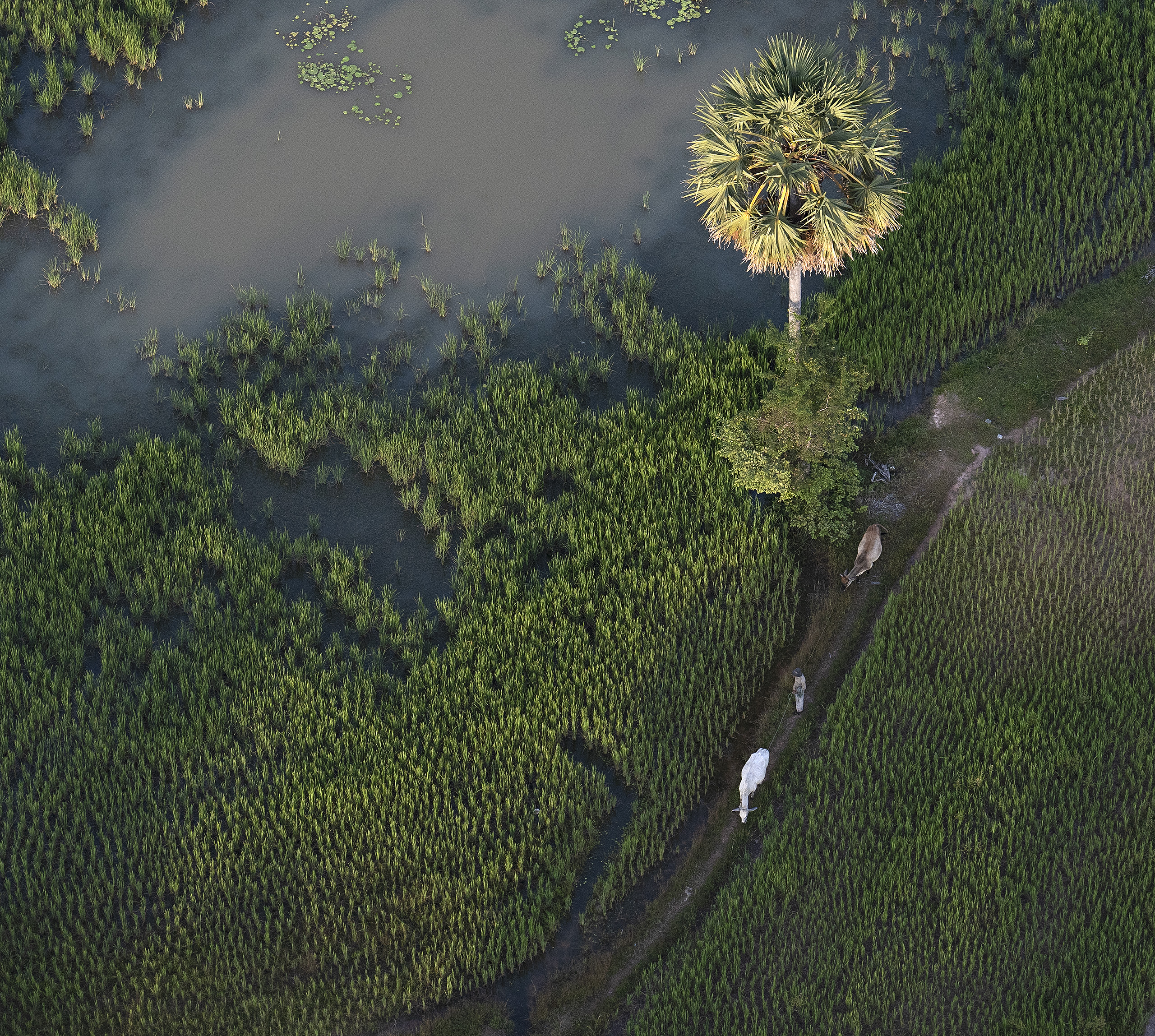 Cows from above