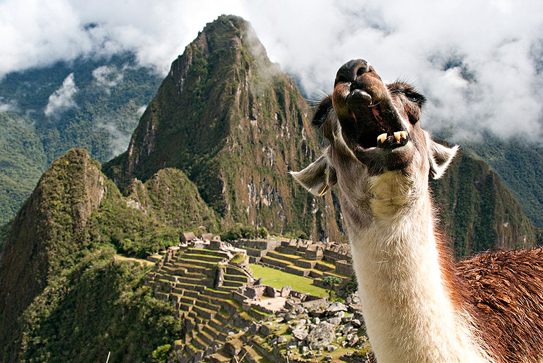 Machu Lama