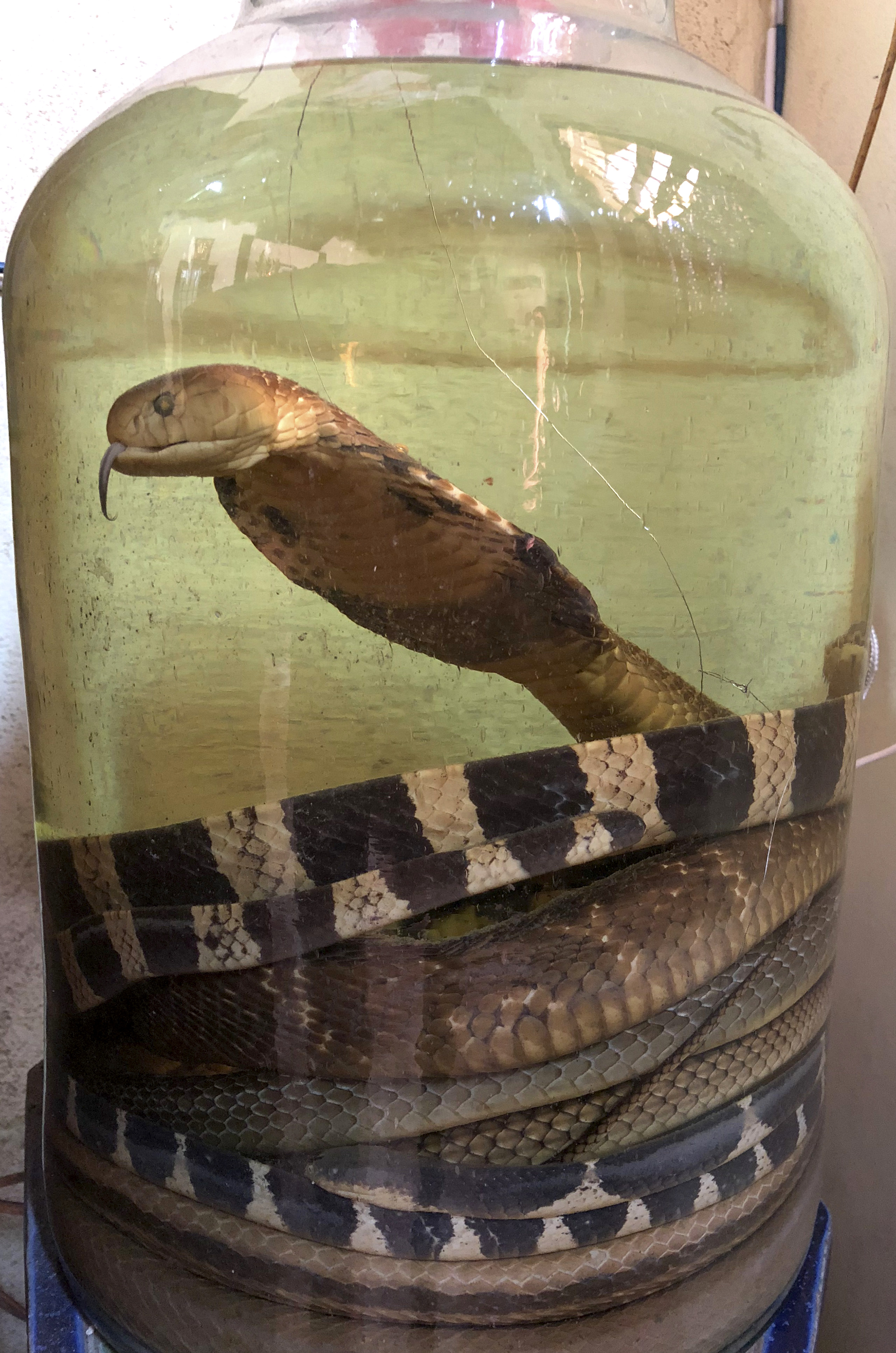 Snake wine