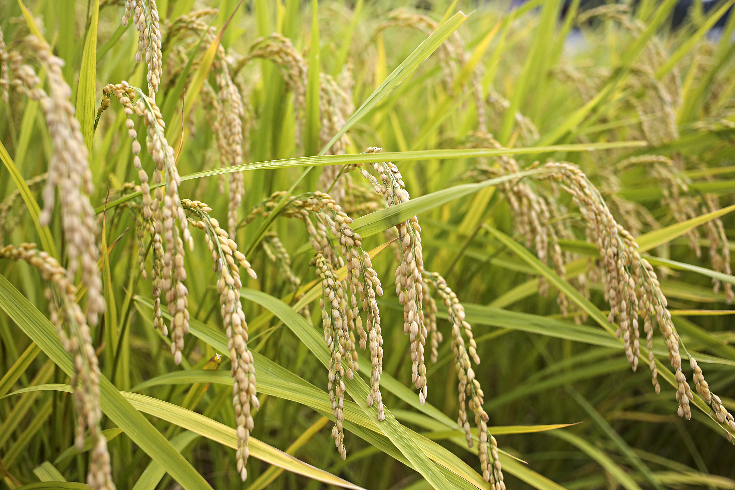 Tho Ha, rice closeup